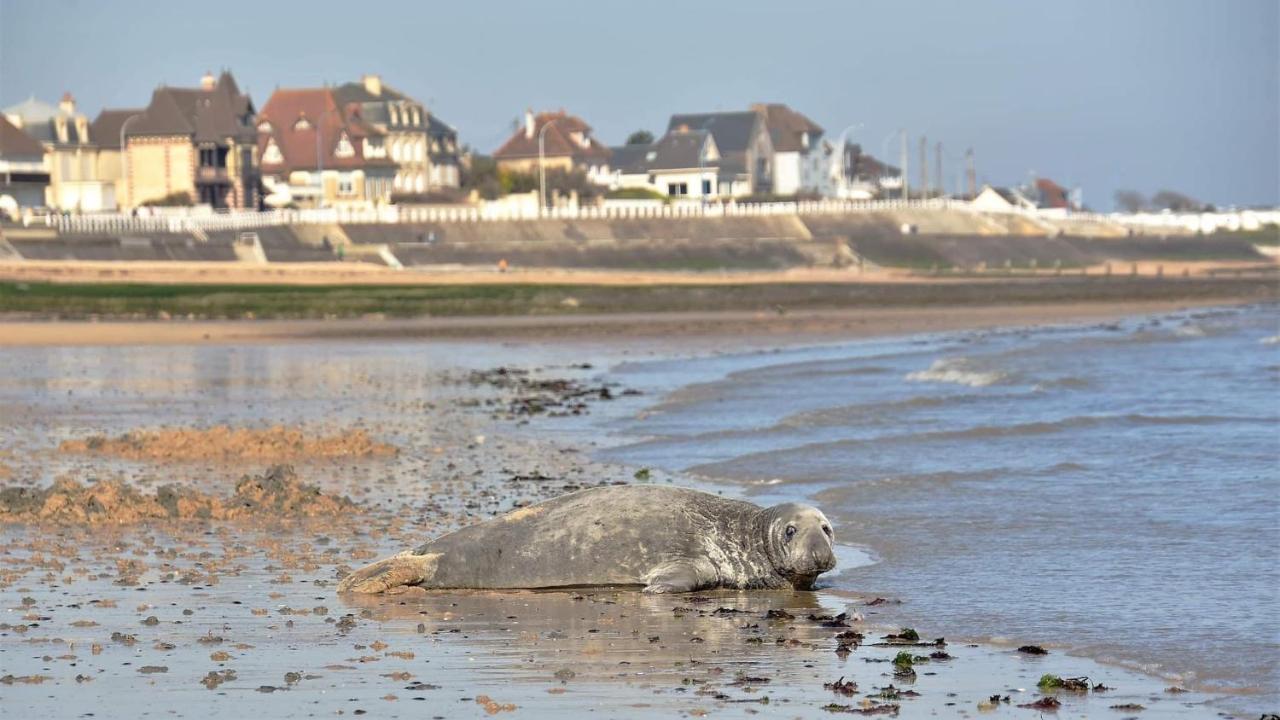 L'Appart' Du Bord De Mer 150M De La Plage Ліон-сюр-Мер Екстер'єр фото